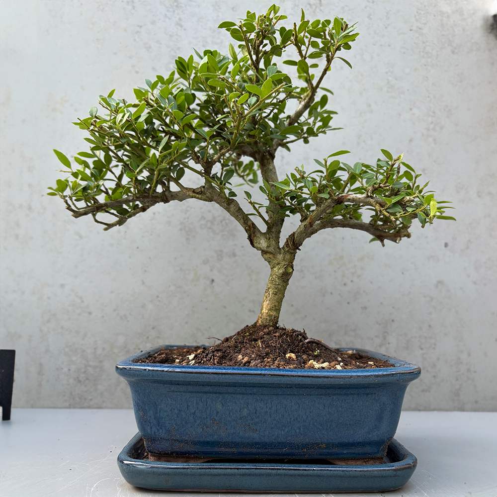 Bonsai Ilex crenata – örökzöld japán stílusú dísznövény, bel- és kültérre – 30 cm
