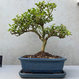 Bonsai Ilex crenata – örökzöld japán stílusú dísznövény, bel- és kültérre – 30 cm
