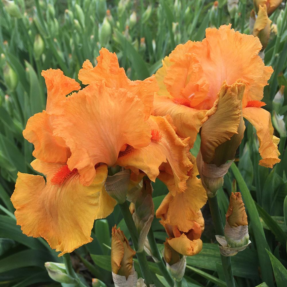 Iris Germanica (Stanjenel) Feu Du Ciel