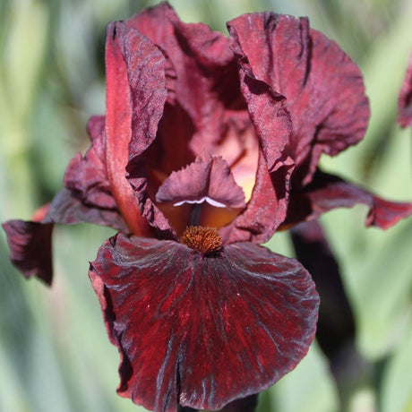 Iris Germanica (Stanjenel) Morning Show