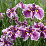 Iris Germanica Mov-Alb (Stanjenel) Harlequinesque