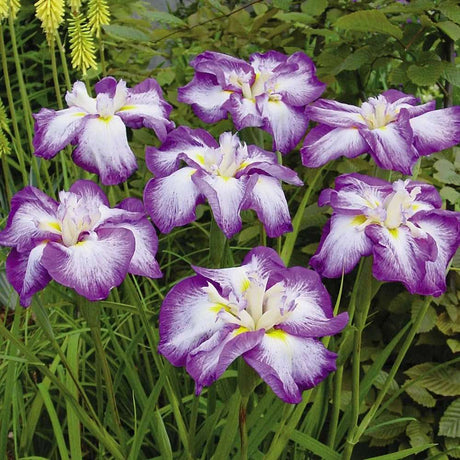 Iris Germanica Mov-Alb (Stanjenel) Harlequinesque