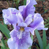 Iris Germanica mov-pal (Stanjenel) Bedtime Story - Bulb Plantat In Ghiveci