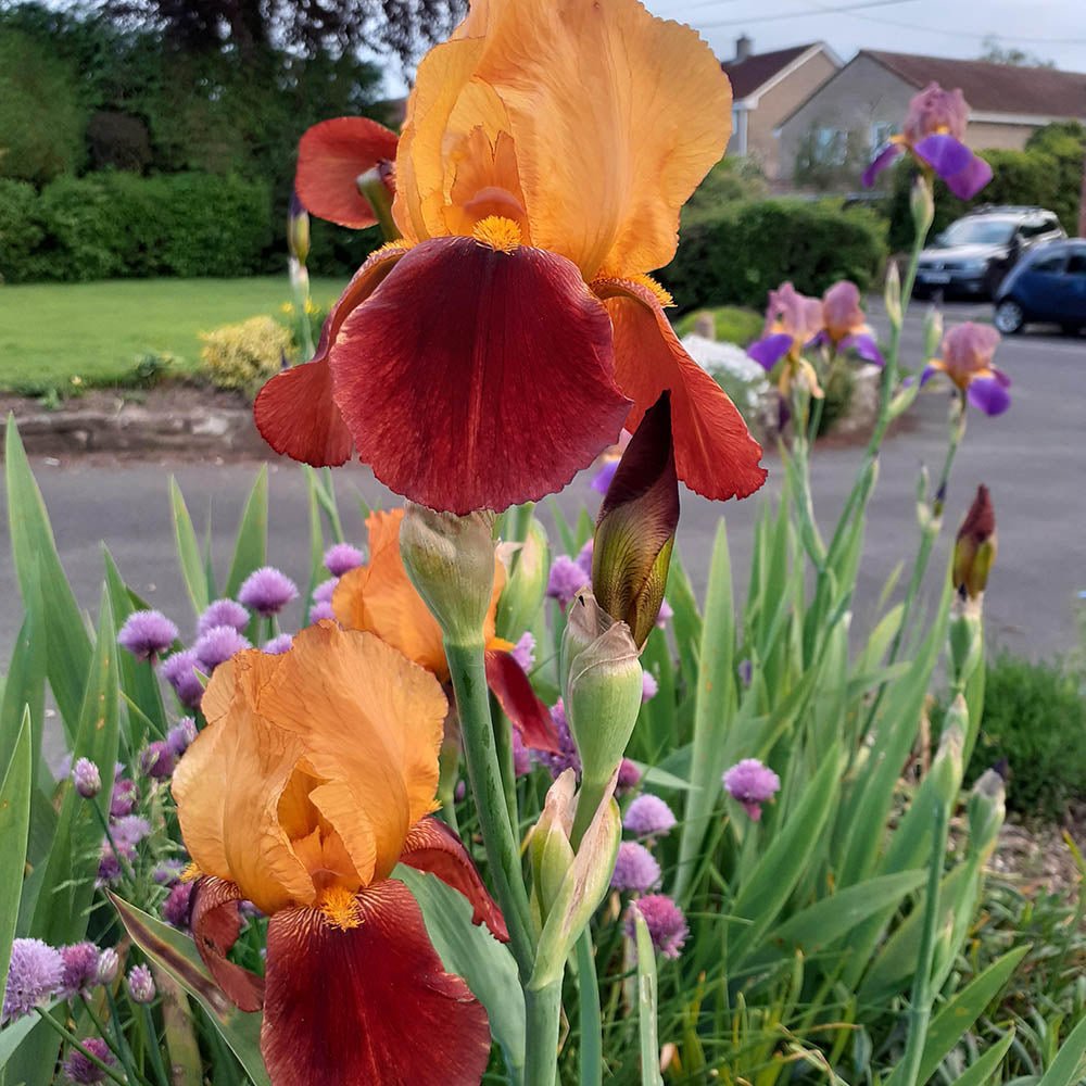 Iris Germanica (Stanjenel) Caligula - Bulb Plantat In Ghiveci