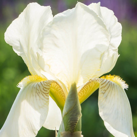 Iris Germanica (Stanjenel) Christmas Angel - Bulb Plantat In Ghiveci