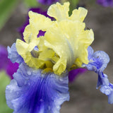 Iris Germanica (Stanjenel) Edith Wolford - Bulb Plantat In Ghiveci