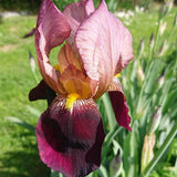 Iris Germanica (Stanjenel) Indian Chief - Bulb Plantat In Ghiveci