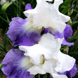 Iris Germanica (Stanjenel) Mission Ridge - Bulb Plantat In Ghiveci