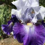 Iris Germanica (Stanjenel) Night Edition - Bulb Plantat In Ghiveci