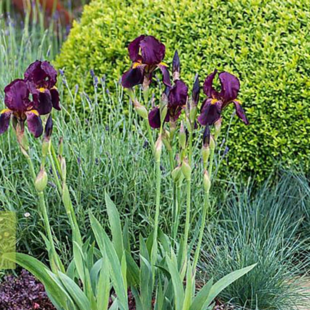 Iris Germanica (Stanjenel) Red Orchid - Bulb Plantat In Ghiveci