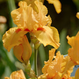 Iris Germanica (Stanjenel) Robusto