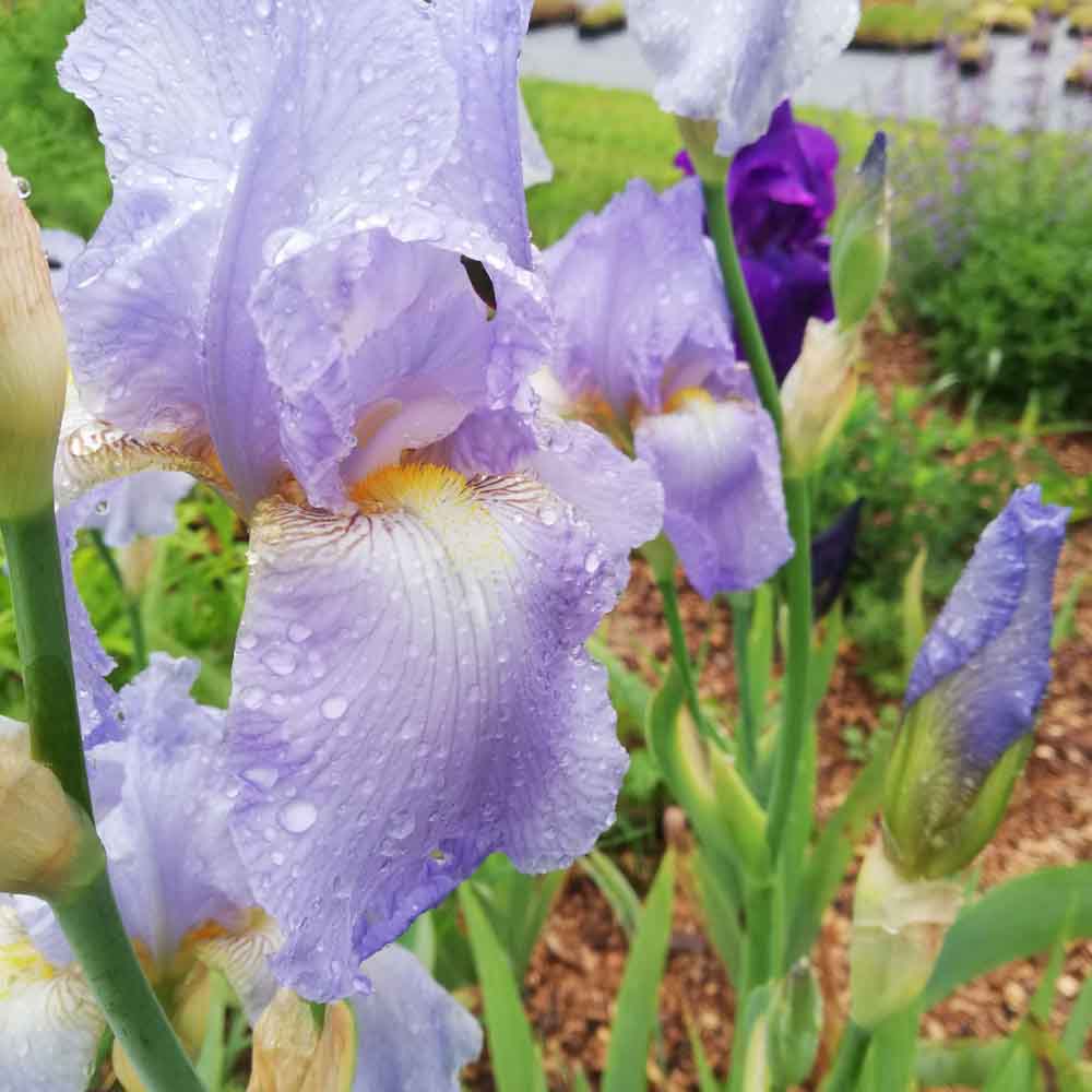 Iris Germanica (Stanjenel) Springtime Madonna - Bulb Plantat In Ghiveci