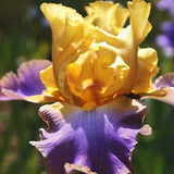 Iris Germanica (Stanjenel) Sunset Sky - Bulb Plantat In Ghiveci