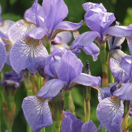 Iris Sibirica (Stanjenel) Cambridge