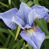 Iris Sibirica (Stanjenel) Cambridge