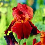 Iris Germanica (Stanjenel) Sultan'S Palace, cu flori parfumate rosu intens catifelat, crestere rapida, bulb plantat In ghiveci