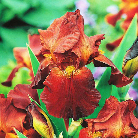Iris Germanica (Stanjenel) Sultan'S Palace, cu flori parfumate rosu intens catifelat, crestere rapida, bulb plantat In ghiveci
