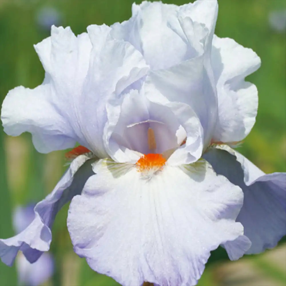 Iris Germanica (Stanjenel) Rippling Clouds, flori alb-albastre parfumate, bulb plantat in ghiveci