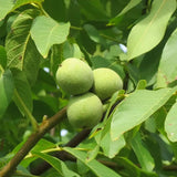 Nuc Regia Franquette (Juglans Regia), cu gust dulce-untos, an 2 pe rod