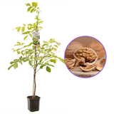 Nuc Regia Franquette (Juglans Regia), cu gust dulce-untos, an 2 pe rod