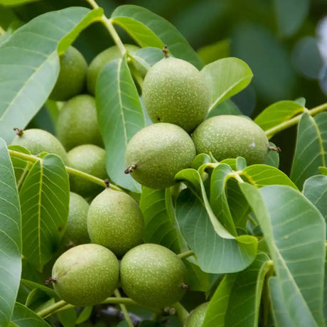 Nuc Regia Fernette (Juglans Regia), cu gust dulce-untos, an 2 pe rod
