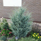 Ienupar columnar albastru-verzui Moonglow