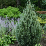 Ienupar columnar albastru-verzui Moonglow