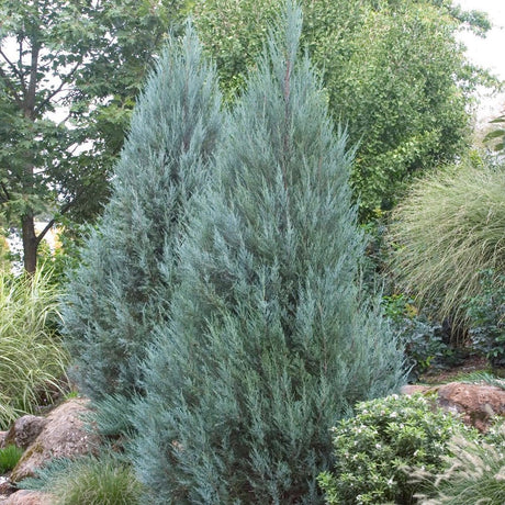 Ienupar columnar albastru-verzui Moonglow