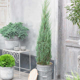 Ienupar columnar albastru de Munte Blue Arrow, conifer albastru decorativ, rezistent la ger, ideal pentru spatii inguste