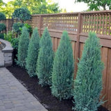 Ienupar columnar albastru de Munte Blue Arrow, conifer albastru decorativ, rezistent la ger, ideal pentru spatii inguste