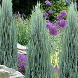 Ienupar columnar albastru de Munte Blue Arrow, conifer albastru decorativ, rezistent la ger, ideal pentru spatii inguste