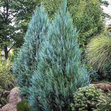 Ienupar columnar albastru de Munte Blue Arrow, conifer albastru decorativ, rezistent la ger, ideal pentru spatii inguste