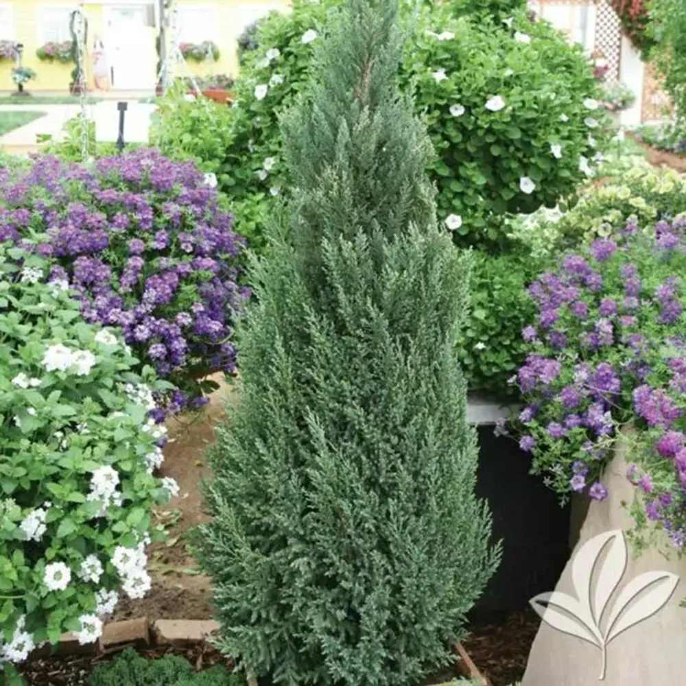 Ienupar columnar albastru de Munte Blue Arrow, conifer albastru decorativ, rezistent la ger, ideal pentru spatii inguste