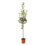 Pom Kaki Mela Hana Fuju (Diospyrus), Curmal Japonez, cu fructe portocaliu, an 2 pe rod