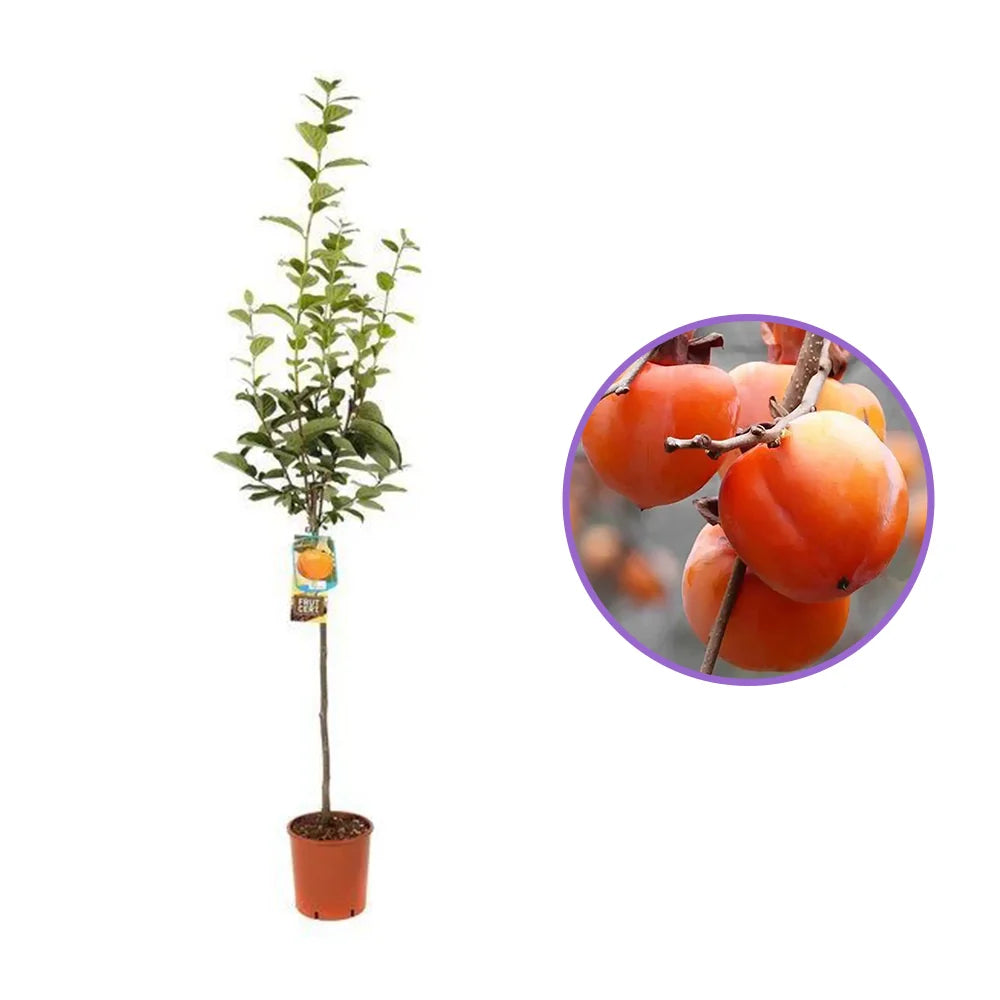 Pom Kaki Mela Hana Fuju (Diospyrus), Curmal Japonez, cu fructe portocaliu, an 2 pe rod