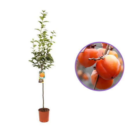 Pom Kaki Mela Hana Fuju (Diospyrus), Curmal Japonez, cu fructe portocaliu, an 2 pe rod