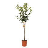 Pom Kaki Tipo (Diospyrus), Curmal Japonez, cu fructe portocaliu, an 2 pe rod