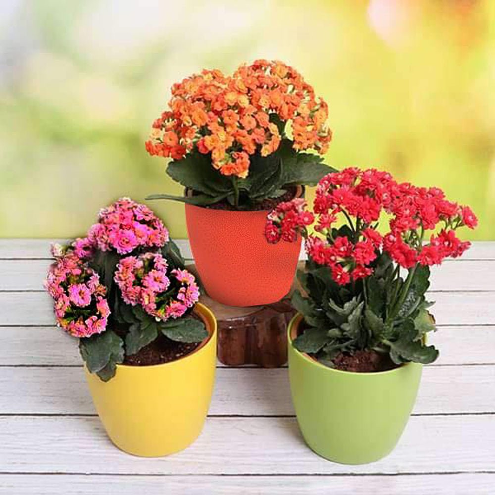 Kalanchoe blossfeldiana 5 culori - 28 cm