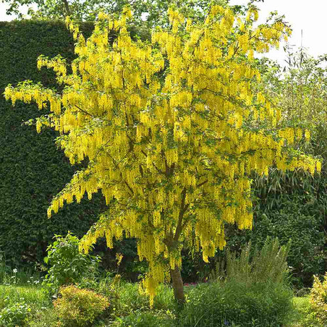 Aranyeső csüngő (Laburnum anagyroides), sárga virágú díszfa