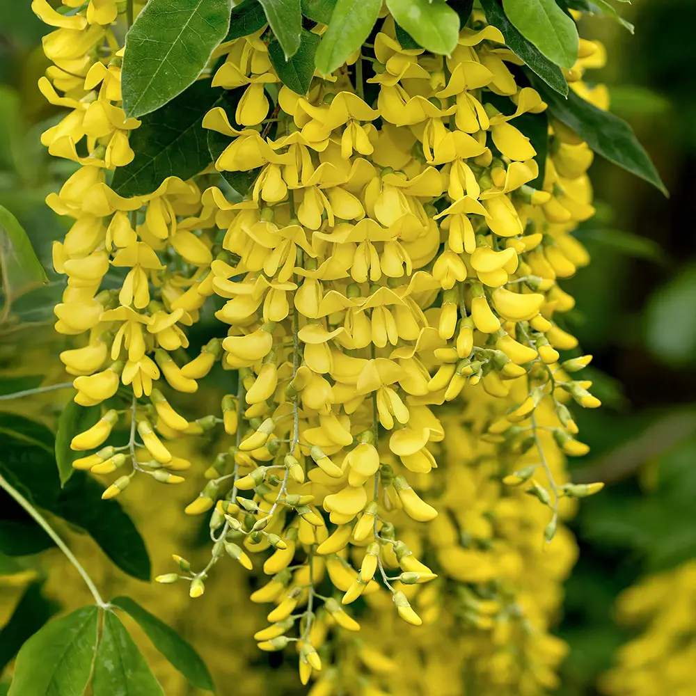 Aranyeső csüngő (Laburnum anagyroides), sárga virágú díszfa