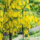 Aranyeső csüngő (Laburnum anagyroides), sárga virágú díszfa