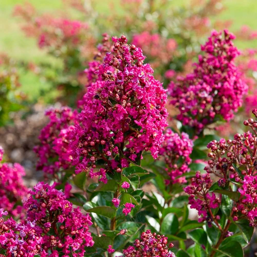 Liliac Indian Copac Berry Dazzle, copac pitic cu flori roz-magenta, inflorire continua