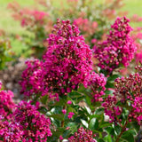 Liliac Indian Copac Berry Dazzle, copac pitic cu flori roz-magenta, inflorire continua