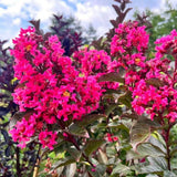 Liliac Indian Copac Berry Dazzle, copac pitic cu flori roz-magenta, inflorire continua