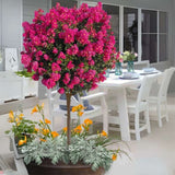 Liliac Indian Copac Berry Dazzle, copac pitic cu flori roz-magenta, inflorire continua