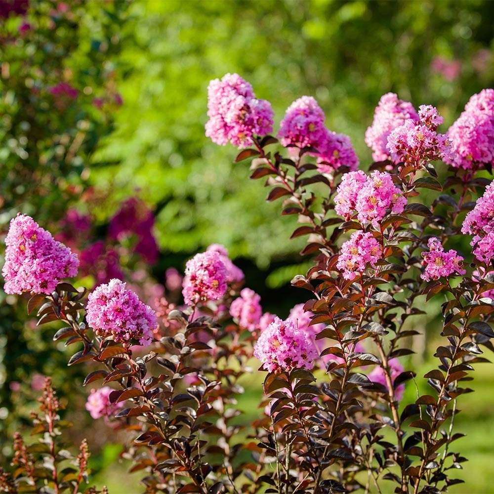 Liliac Indian Copac (Lagerstroemia) Lavender Lace, decorativ cu flori mov-lavanda, inflorire lunga
