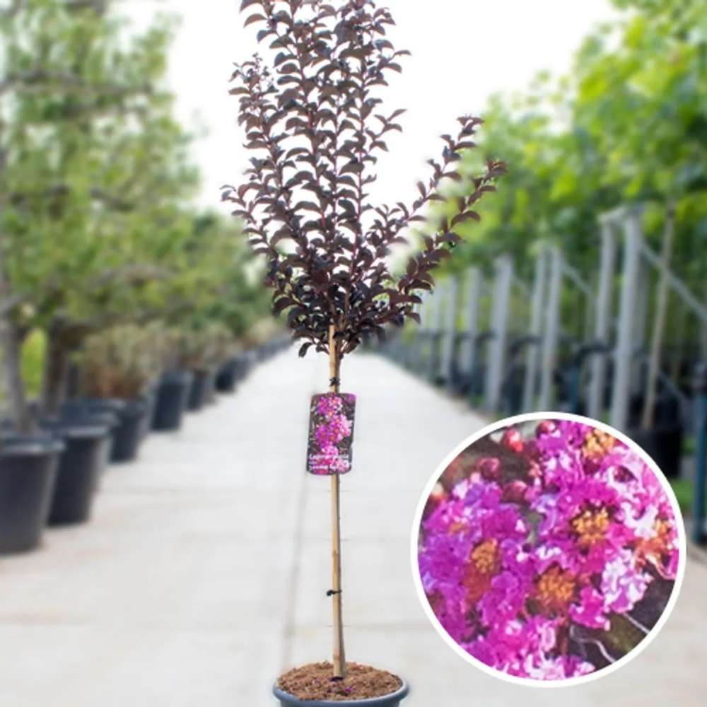 Liliac Indian Copac (Lagerstroemia) Lavender Lace, decorativ cu flori mov-lavanda, inflorire lunga