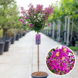 Liliac Indian Copac Purple Star, copac decorativ cu flori violet-purpuriu, inflorire lunga