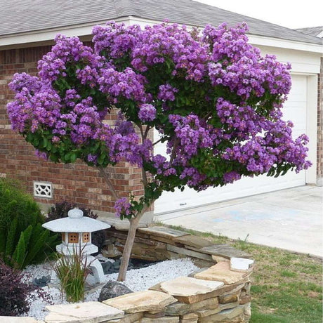 Liliac Indian Copac Rhapsody in Blue, copac decorativ cu flori violet-albastre, inflorire lunga