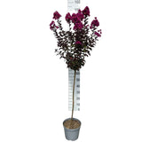Liliac Indian Copac Rhapsody in Blue, copac decorativ cu flori violet-albastre, inflorire lunga